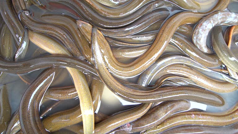 Conger Eel Product Image