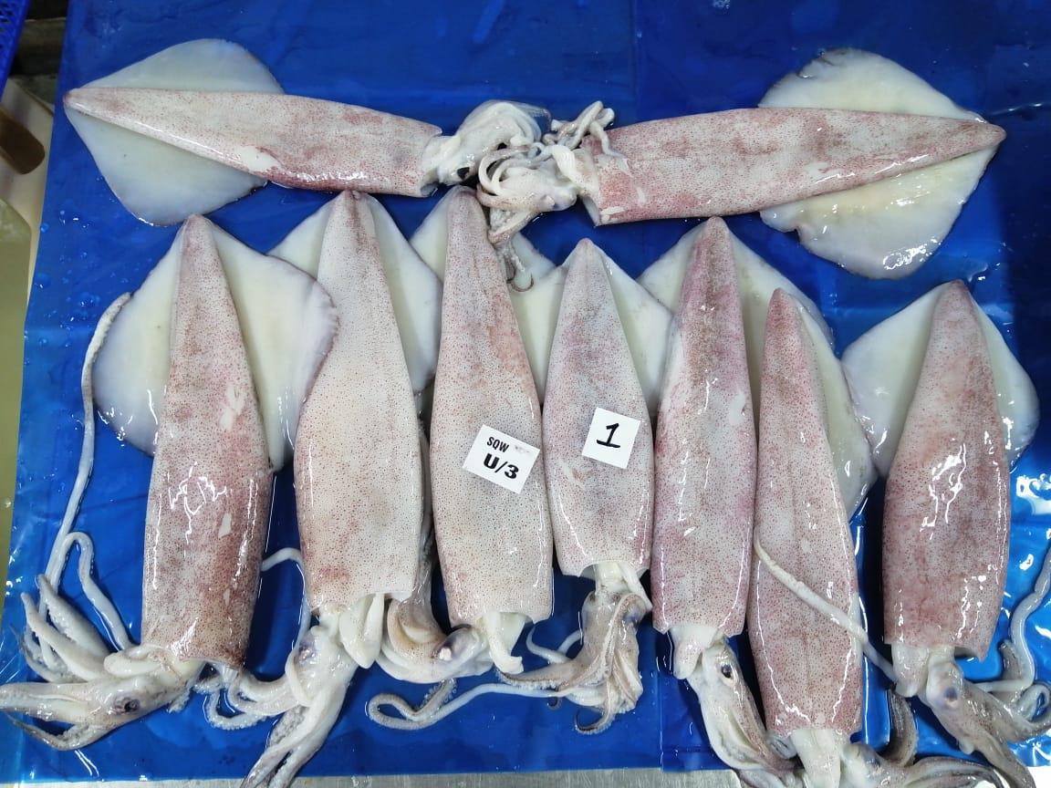 Squid Specification